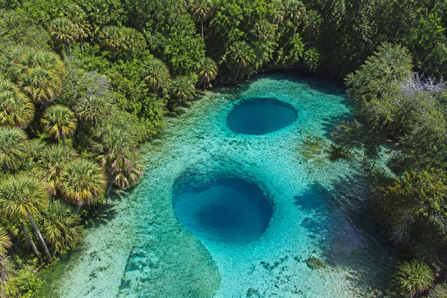 Clear turquoise spring pool ringed by palms and moss-draped forest in Citrus County, Florida.